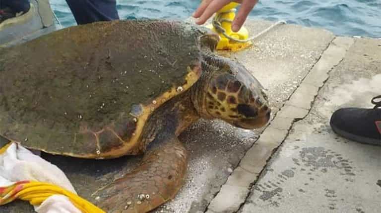Δύο θαλάσσιες χελώνες καρέτα-καρέτα ,η μία εντοπίστηκε νεκρή στο Τιγκάκι Κω και η άλλη τραυματισμένη στο λιμάνι Λακκί Λέρου.