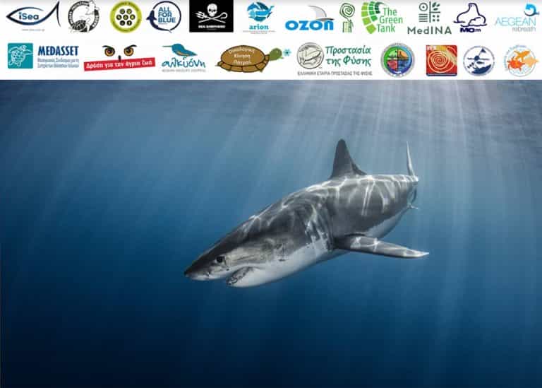 H iSea  για το περιστατικό αλίευσης, πώλησης κι επίδειξης Λευκού Καρχαρία στη Νάξο.