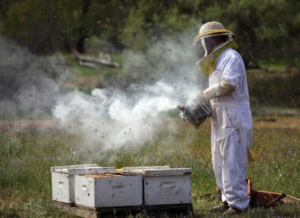 Τι προβλέπει η αναθεωρημένη Πυροσβεστική Διάταξη για το ” Κάπνισμα μελισσών”