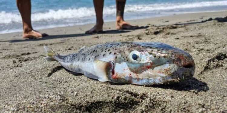 Μ.Κόνσολας: “Ο λαγοκέφαλος και τοξικά είδη ψαριών απειλούν την αλιεία και το θαλάσσιο περιβάλλον στο Αιγαίο”
