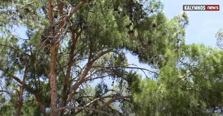 Δήμος Καλυμνίων: Νέα σύμβαση για την καταπολέμηση της πιτυοκάμπης (κάμπιας των πεύκων)