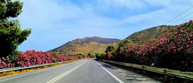 ΤΕΕ–Στασινός : Σώθηκε της πικροδάφνης ο ανθός από το μαζικό ξερίζωμα στις πόλεις μας.